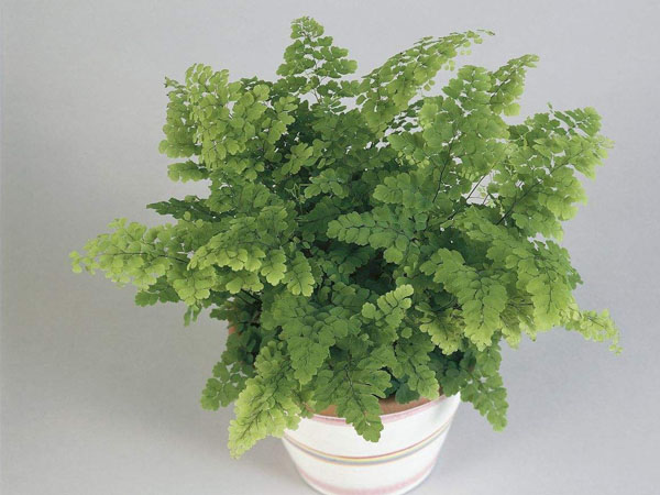 濟南除甲醛公司推薦植物鐵線蕨