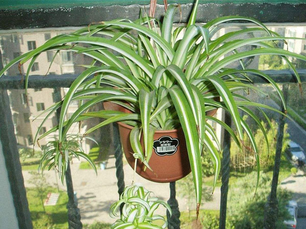 濟南除甲醛公司推薦植物吊蘭