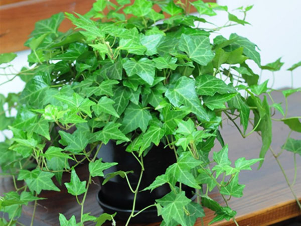 濟南除甲醛公司推薦植物常春藤