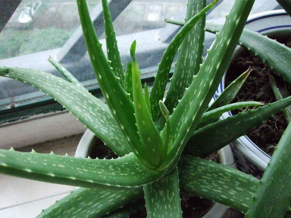 濟南除甲醛公司推薦植物蘆薈