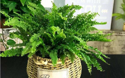 綠植除甲醛作用到底有多大？快速有效去除甲醛的方法有哪些？