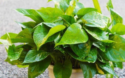 除甲醛的植物有哪些？綠蘿、常春藤、吊蘭、龜背竹能除甲醛嗎？