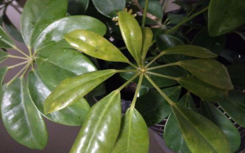 去除甲醛效果最好的植物是什么？