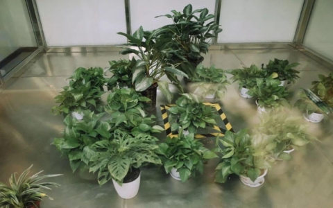 植物到底能不能除甲醛嗎？ 綠色植物有除甲醛的效果嗎？