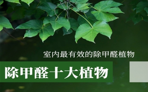 除甲醛植物排行榜，除甲醛最好的植物